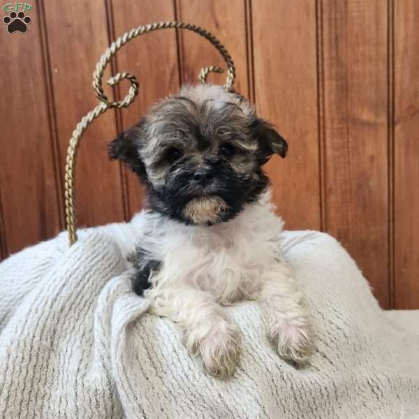 Jewel, Havanese Puppy